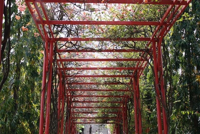 Pergola Staining 01