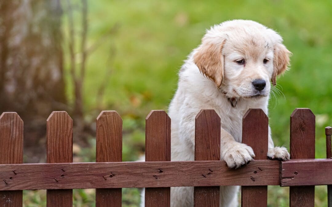 Creating Safe Spaces for Furry Friends: An Allen Fence Company’s Pet-Friendly Fencing Solutions