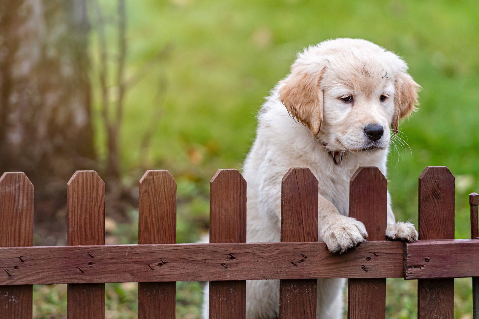 Allen Fence Company’s Best Safe Pet-Friendly- My Texas Fence