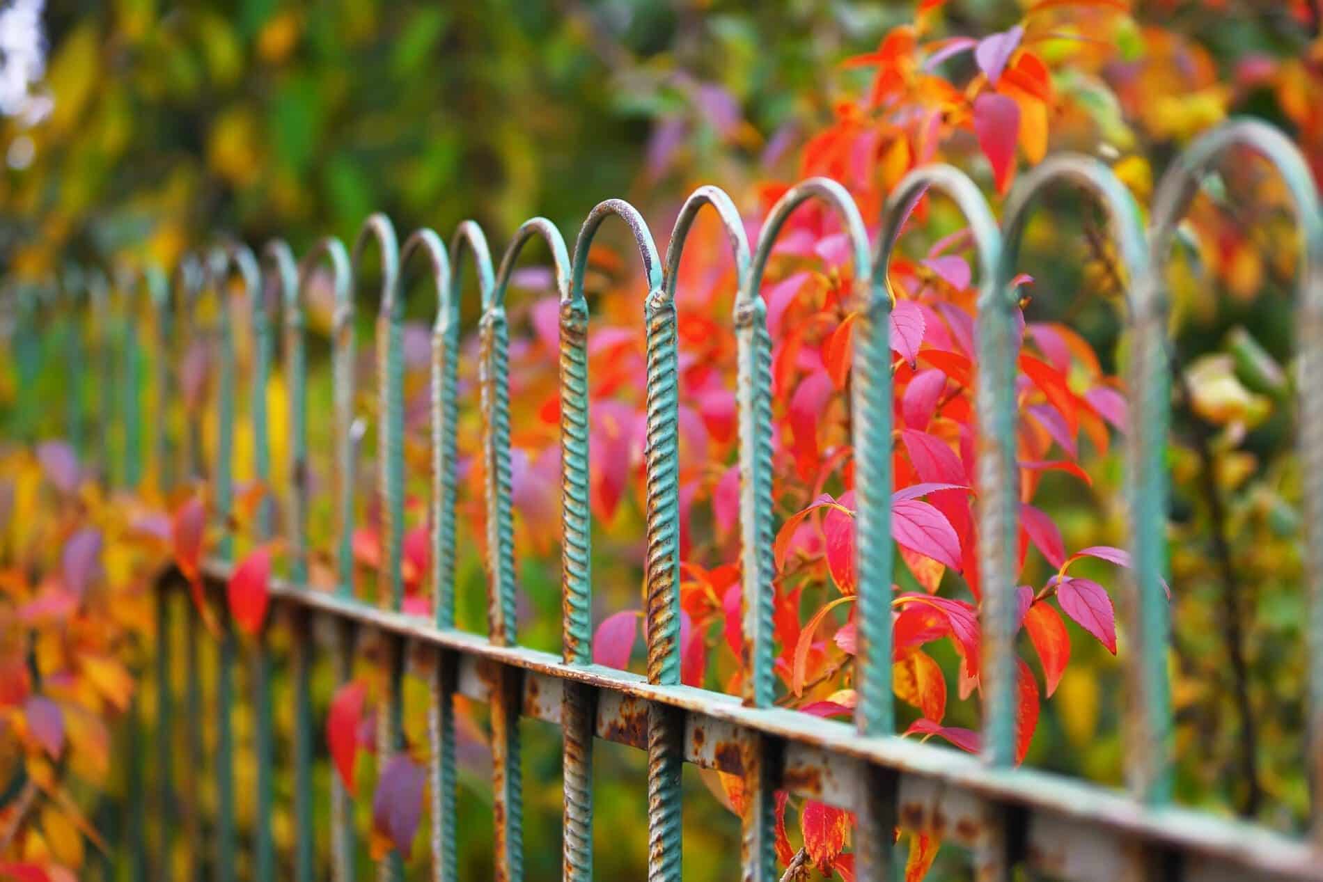 Board On Board Fence Showing Overlapping Privacy Boards