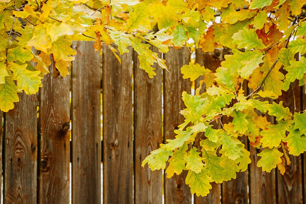 No.1 Best Service Of Wood Fence In Frisco Tx- My Texas Fence