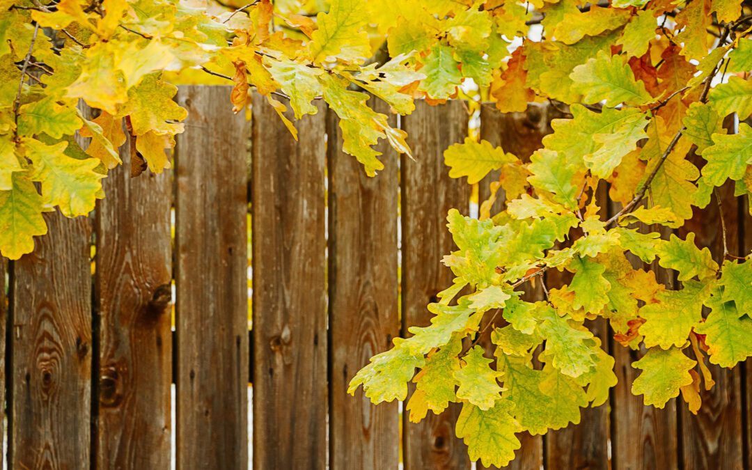 7 Proven Tips to Maintain Your Wood Fence in Frisco TX and Keep It Beautiful